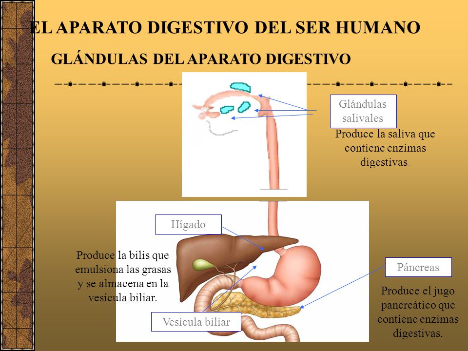 Enzimas LAS SEIS CLASES DE ENZIMAS